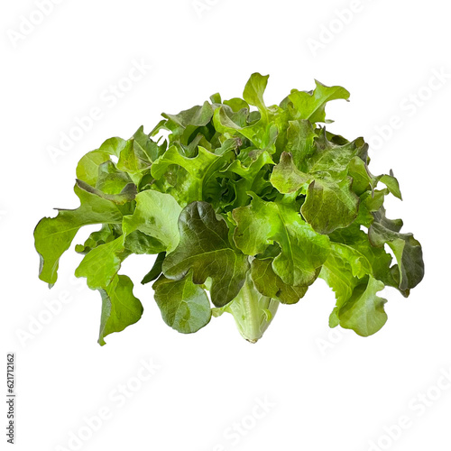 Green Oak Lettuce isolated on a white background