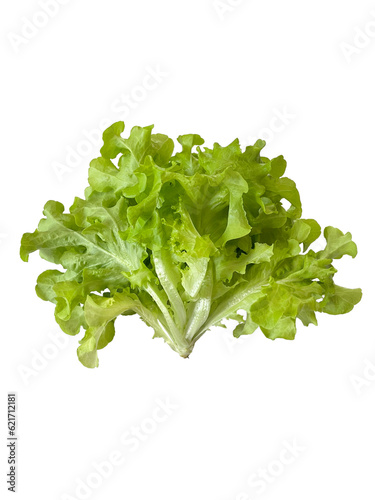 Green Oak Lettuce isolated on a white background
