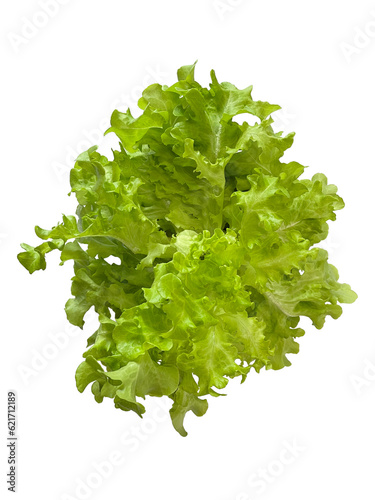 Green Oak Lettuce isolated on a white background