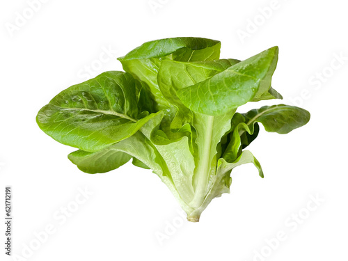 Baby Green Cos and Little Gem Vegetables Salad isolated on white background.	
