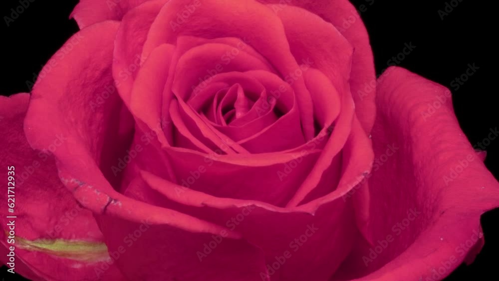 Beautiful pink red Rose Flower background. Blooming rose flower open, time lapse, close-up. Wedding backdrop, Valentine's Day, holiday, love, birthday design concept. Macro. Beautiful pink red Rose Flower background. Blooming rose flower open, time lapse, close-up. Wedding backdrop, Valentine's Day, holiday, love, birthday design concept. Macro.