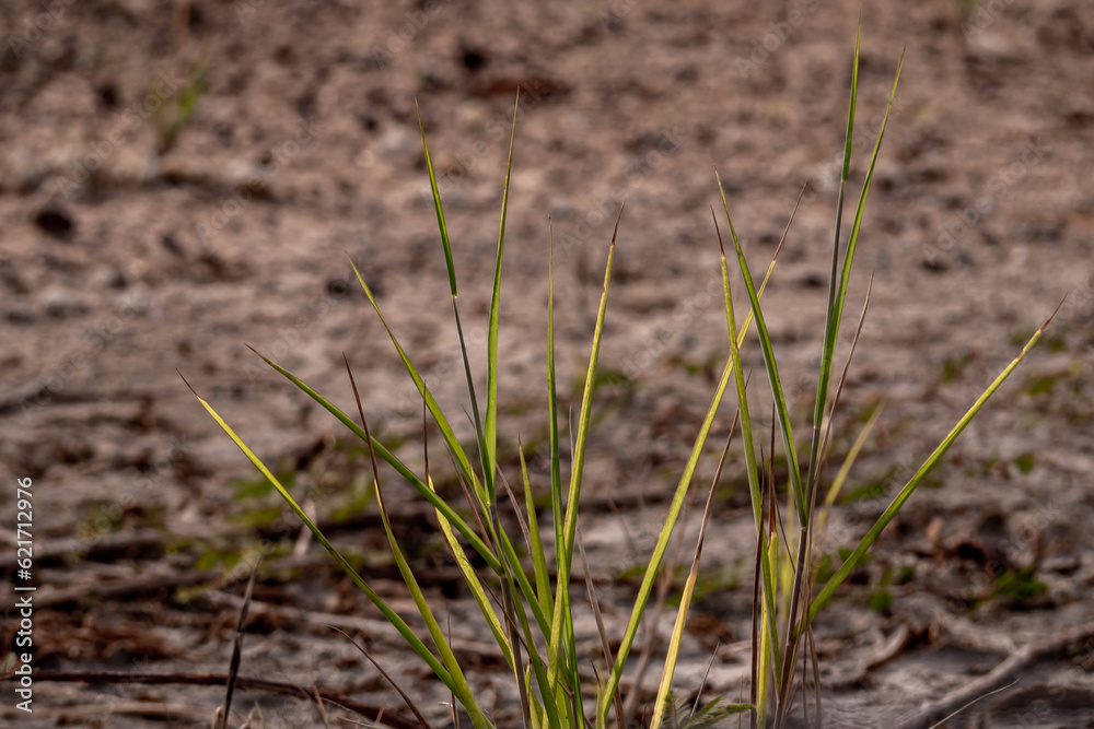 The grass growth on dried wasteland along the road The grass growth on dried wasteland along the road