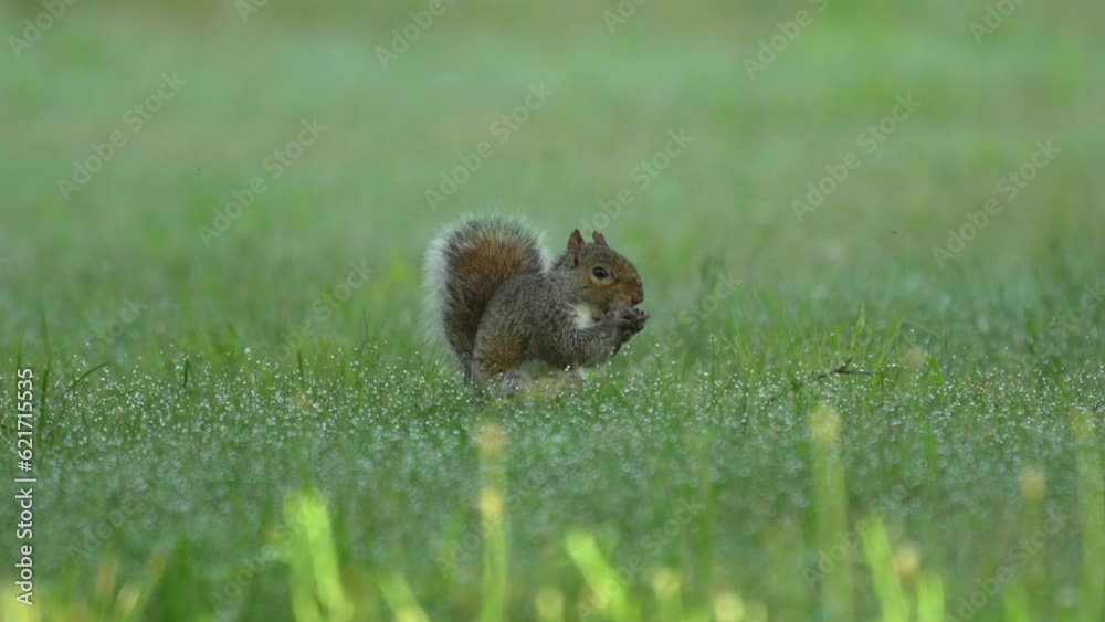 A gray squirrel sitting in the dewy grass eating a nut on a summer morning. A gray squirrel sitting in the dewy grass eating a nut on a summer morning.