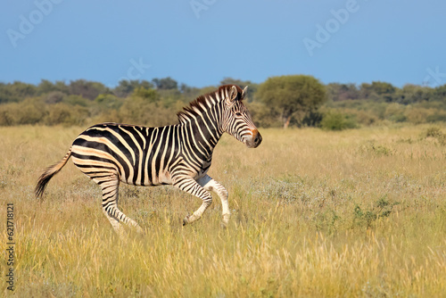 A plains zebra  Equus burchelli  running in grassland  South Africa.