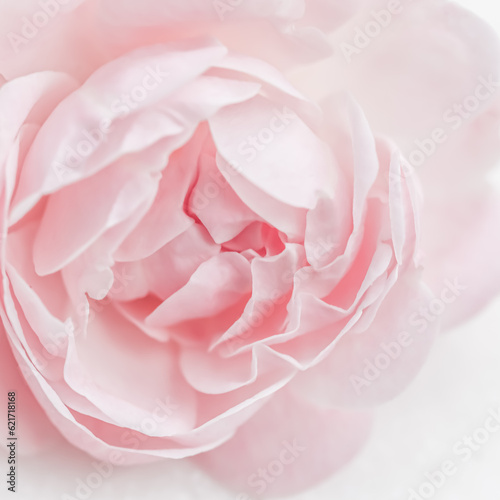 Pink rose flower. Macro flowers backdrop for holiday brand design