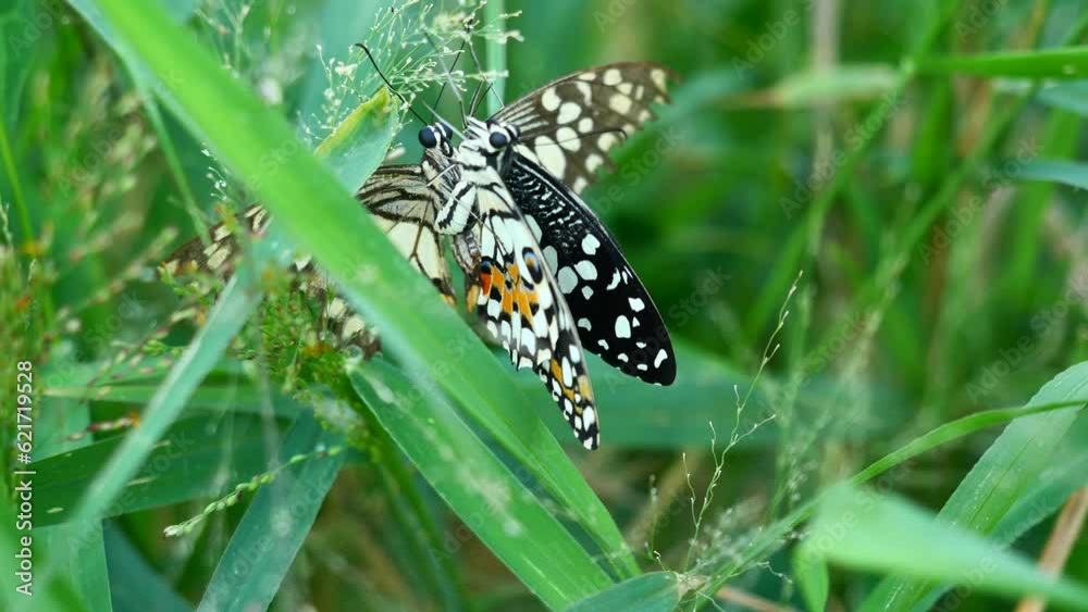 Male and female Lime butterfly ( Papilio demoleus ) sucking nectar on grass blossom with natural green background, Cream pattern with orange with blue and black color on wing of insect Male and female Lime butterfly ( Papilio demoleus ) sucking nectar on grass blossom with natural green background, Cream pattern with orange with blue and black color on wing of insect