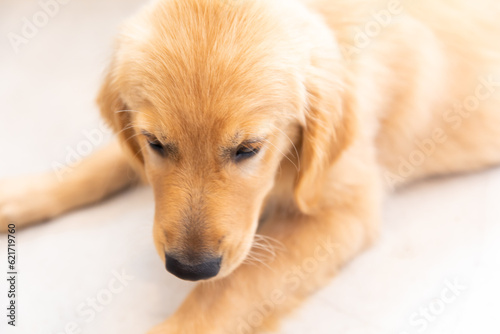 ゴールデンレトリバー golden retriever 