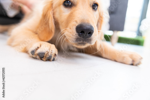 ゴールデンレトリバー golden retriever 