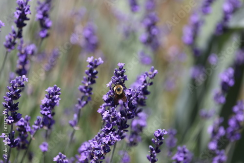 lavender flowers in region