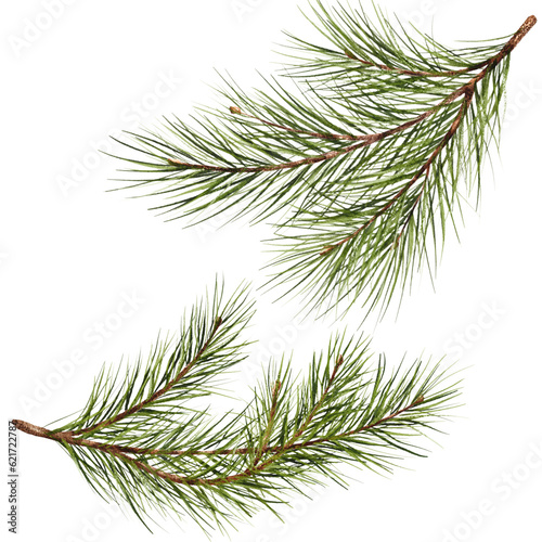 Pine branch watercolor isolated illustration. green natural forest christmas tree. needles branches greenery hand drawn. holiday decor with fir branch. holiday celebration decoration for 2024 new year photo