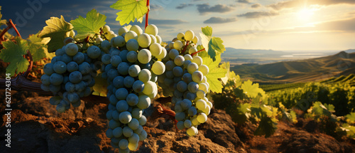 Die Kunst des Weinbaus: Weiße Trauben in den Weinreben der Toskana