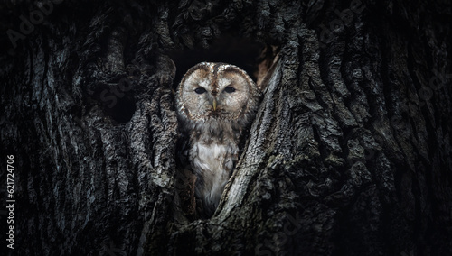 A Strix aluco owl peeks out of its cavity in a tree, lurking for food.