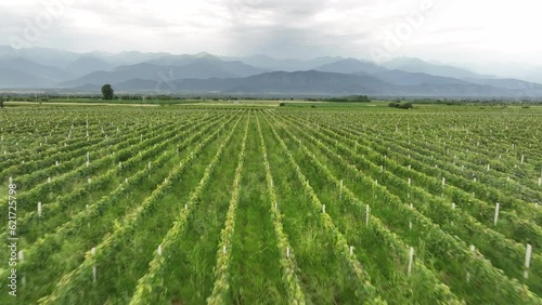Wallpaper Mural Aerial flight over beautiful vineyard landscape in Gulgula village. Georgia Torontodigital.ca