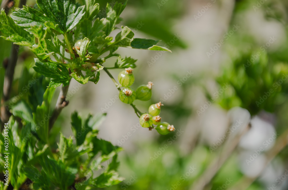 green unripe currant berries on a bush green unripe currant berries on a bush