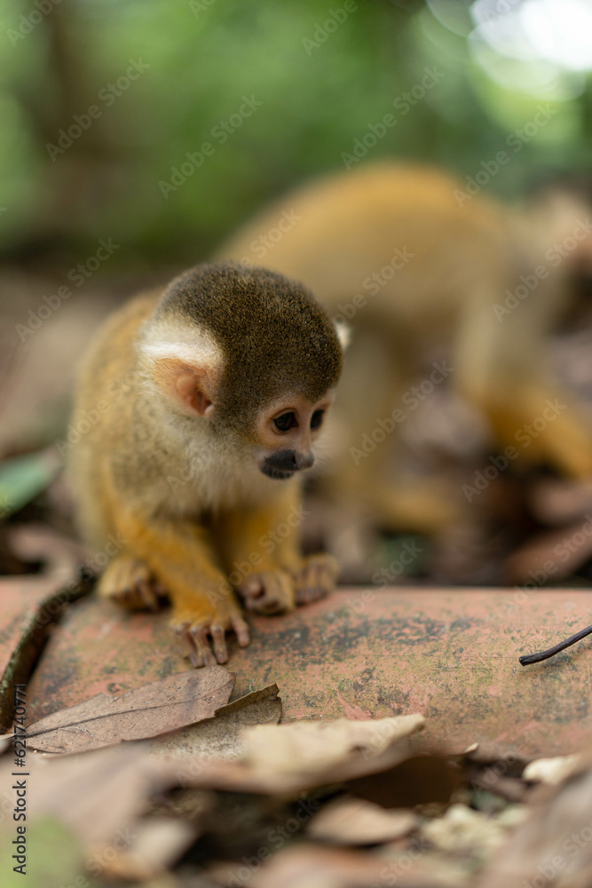 Obraz premium お猿