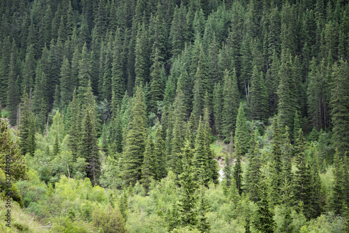 Coniferous forest in the Tien Shan mountains