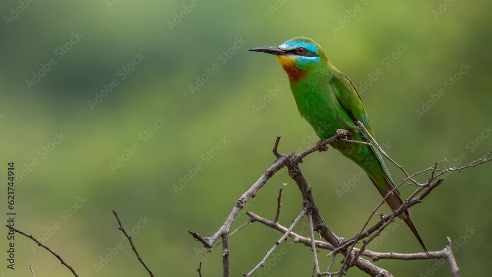 Blue-Cheeked Bee-Eater Blue-Cheeked Bee-Eater