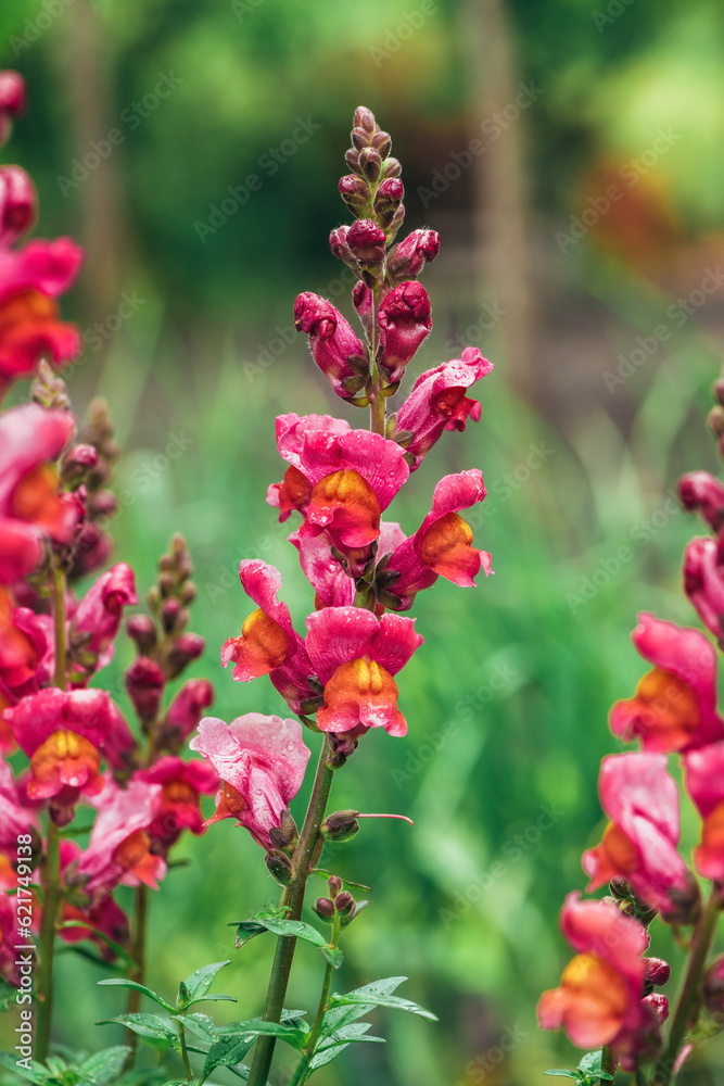 Beautiful garden snapdragon flower blooming in back yard in spring Beautiful garden snapdragon flower blooming in back yard in spring