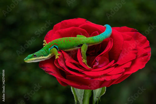 The Peacock Day Gecko (Phelsuma quadriocellata) on the red rose. It is a brightly colored species found in Madagascar.