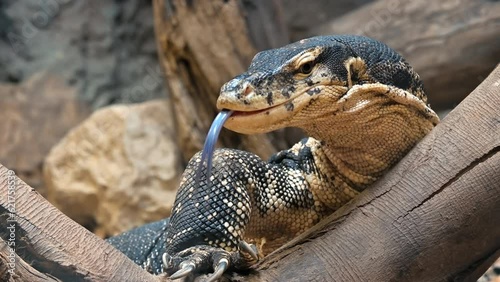 View of asian water monitor flicking its tongue. Large varanid lizard on a branch