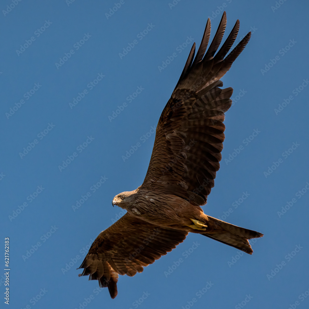Fototapeta premium Black kite (Milvus migrans). Bird in its natural environment.