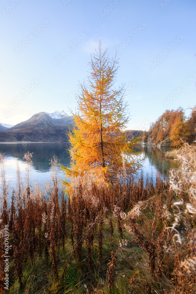 Golden-colored larch in autumn near a lake in the Swiss Alps