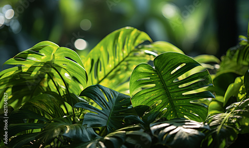 close-up image of lush green tropical vegetation in a jungle
