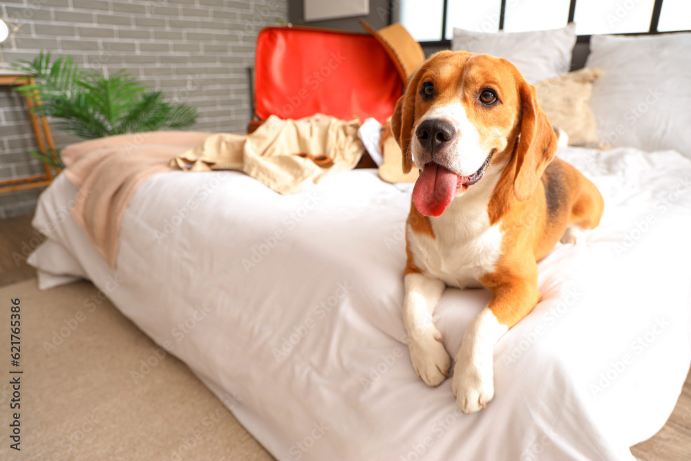 Cute Beagle dog in bedroom