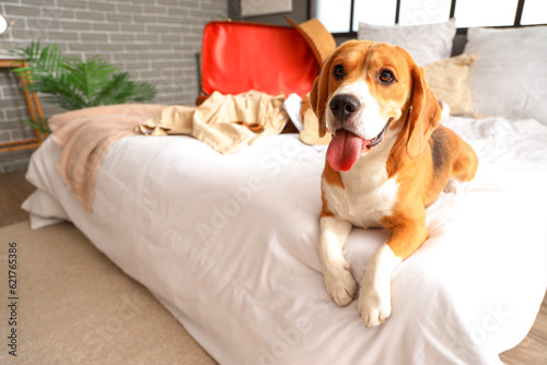 Cute Beagle dog in bedroom © Pixel-Shot