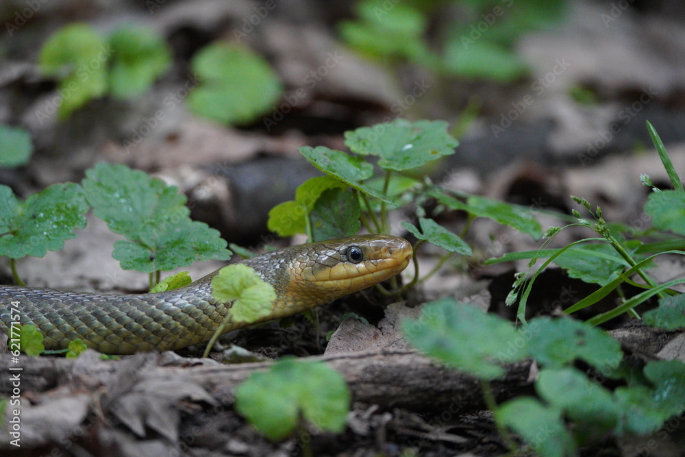 Fototapeta premium snake in the grass