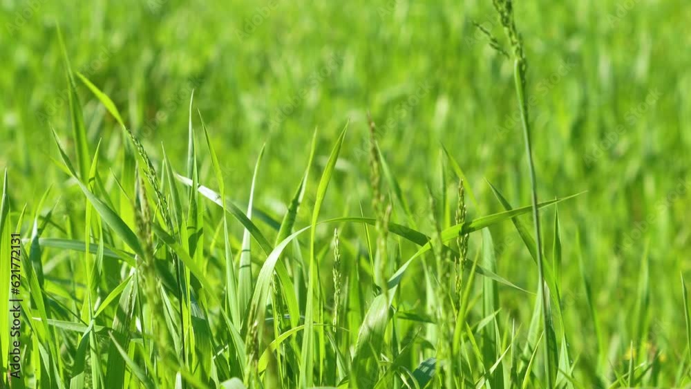 Young wheat plants growing on the soil, Amazingly beautiful endless fields of green wheat grass go far to the horizon. Young wheat plants growing on the soil, Amazingly beautiful endless fields of green wheat grass go far to the horizon.