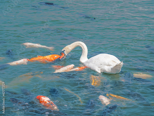 Swan and colored carp kissing swimming in Lake Shidaka in Beppu, Oita, Japan photo