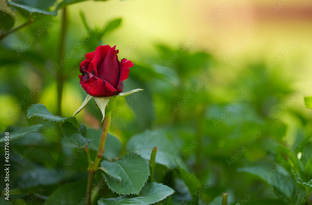 Beautiful rose flower plant close up photo. Nature landscape full of color.
