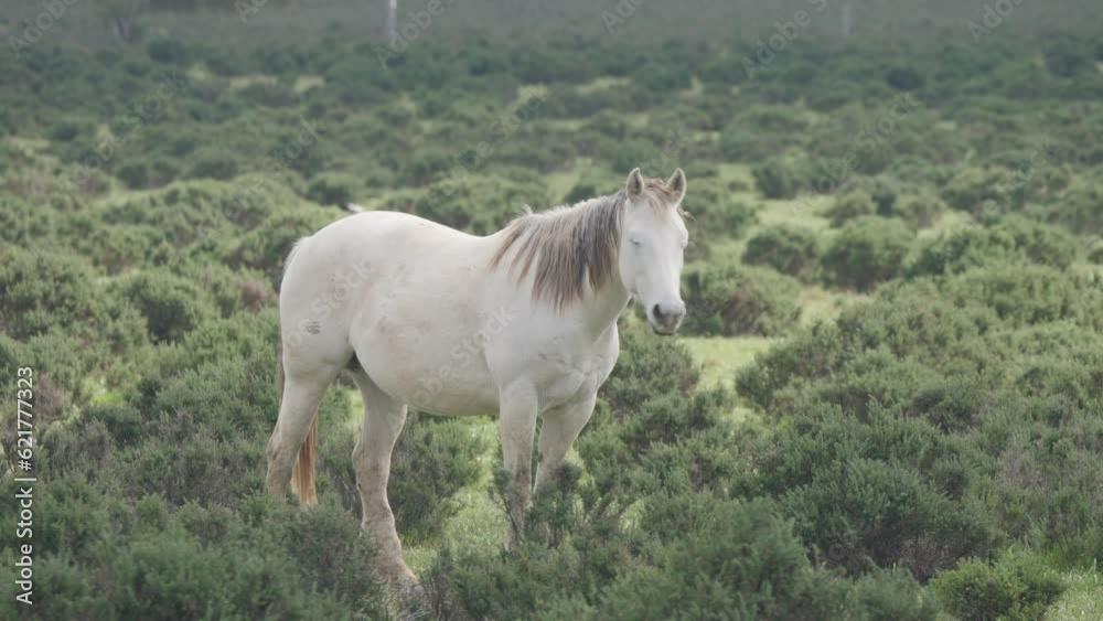 Australian rural scenes wild horse. Australian rural scenes wild horse.