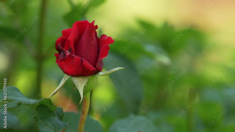 Red rose. Close up 4K video with a young beautiful red rose flower against green garden background. Red rose. Close up 4K video with a young beautiful red rose flower against green garden background.