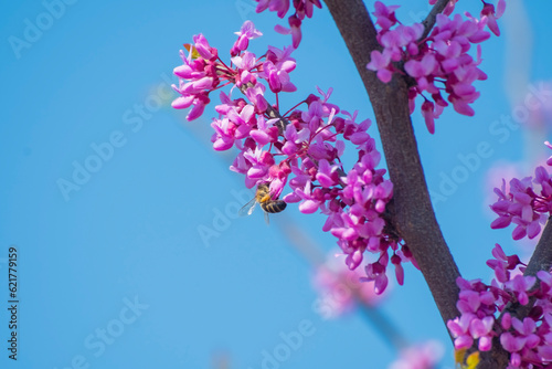 Canvastavla A bee collects nectar from rose buds on a branch of the Cercis canadensis
