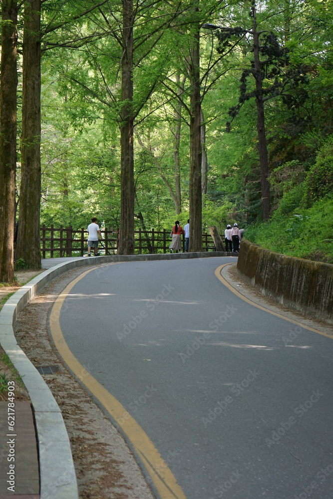 Fototapeta premium road in the forest