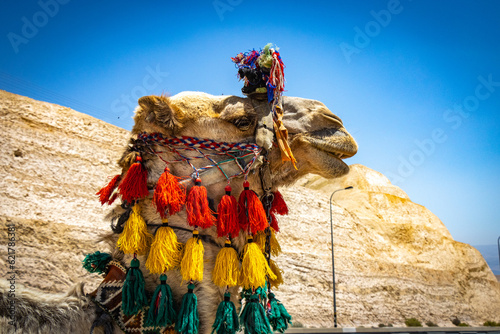 camel in the desert, decorated,  judaean desert near jericho, dry, arid, culture, dead sea, israel, middle east, below sea level,  photo