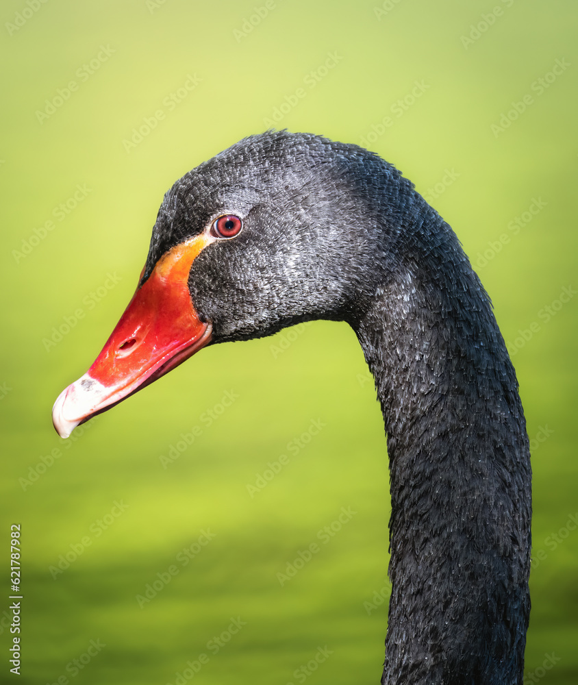 Fototapeta premium Ebony Elegance in Regal Stance