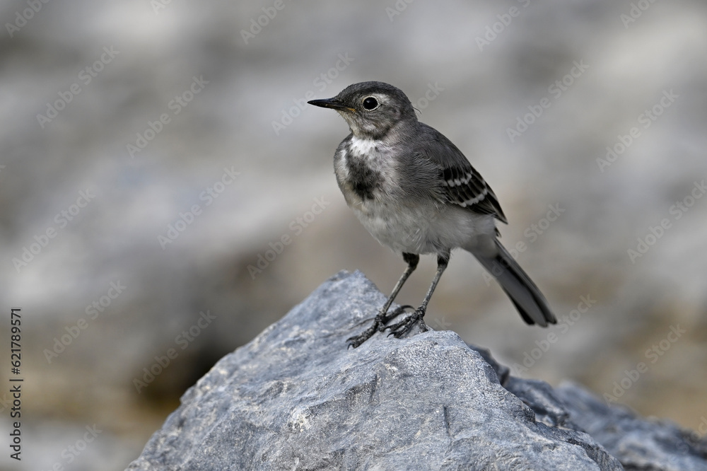 young White wagtail // junge Bachstelze (Motacilla alba) young White wagtail // junge Bachstelze (Motacilla alba)