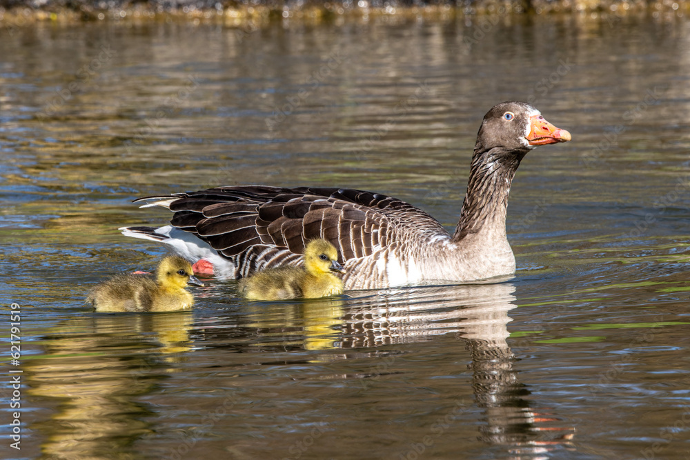 Family of greylag geese, Anser anser with small babies. Family of greylag geese, Anser anser with small babies.