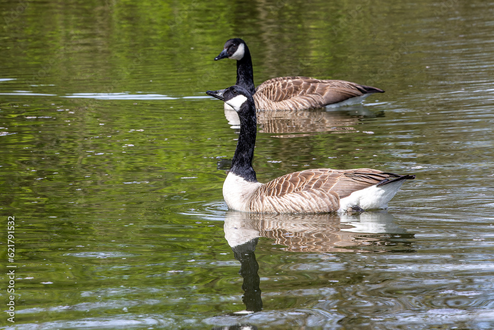 The Canada Goose, Branta canadensis at a Lake near Munich in Germany The Canada Goose, Branta canadensis at a Lake near Munich in Germany