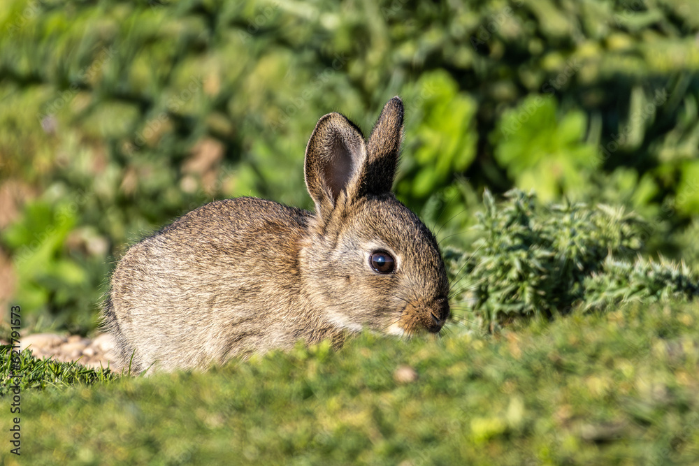European rabbit, Common rabbit, Oryctolagus cuniculus sitting on a meadow at Munich European rabbit, Common rabbit, Oryctolagus cuniculus sitting on a meadow at Munich