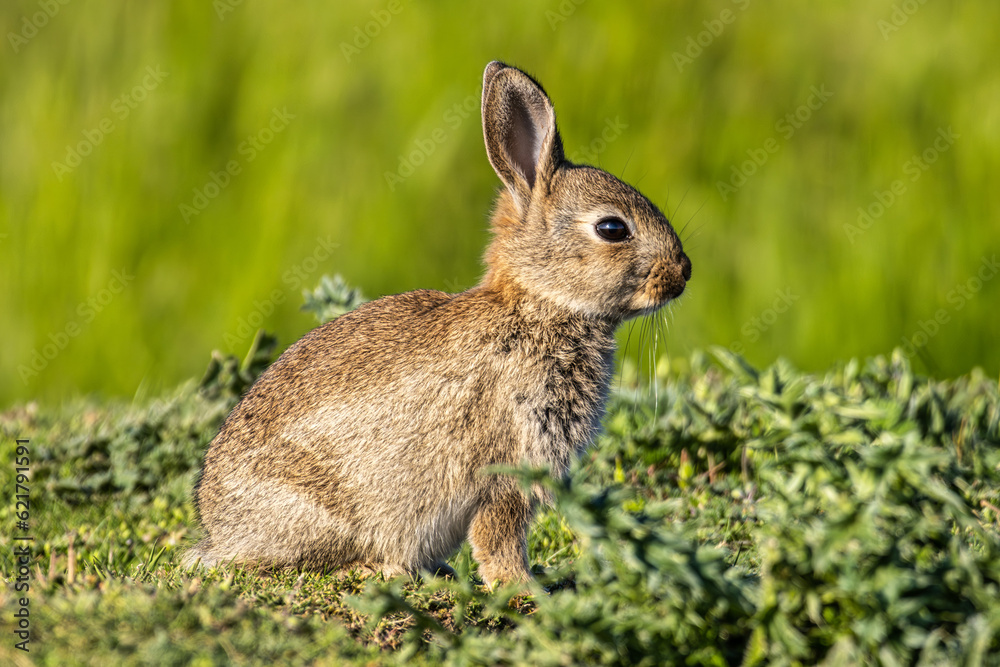 Fototapeta premium European rabbit, Common rabbit, Oryctolagus cuniculus sitting on a meadow at Munich