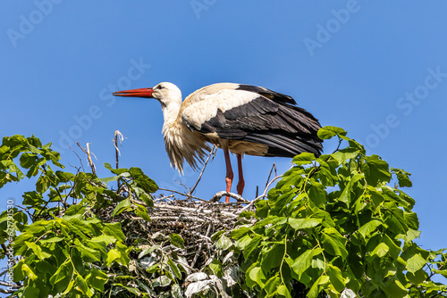 White Stork, Ciconia ciconia on the nest in Oettingen, Swabia, Bavaria, Germany, Europe photo