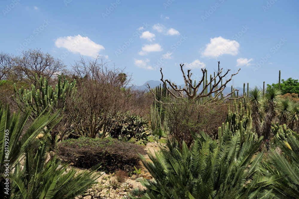 Jardin de cactus.