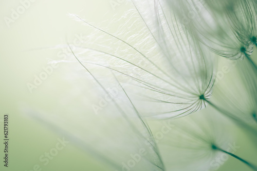 Big white dandelion in a forest at sunset. Macro image