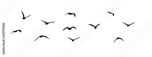 png flock of birds silhouette isolated on clear background