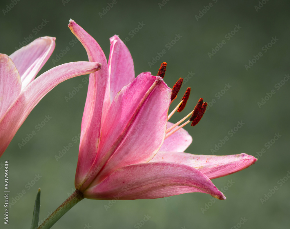 Fototapeta premium Large pink lily flowers head.