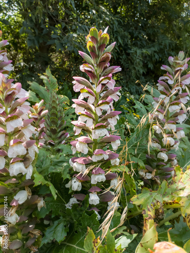 Acanthus mollis photo